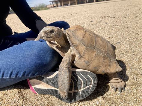 California Desert Tortoise For Sale