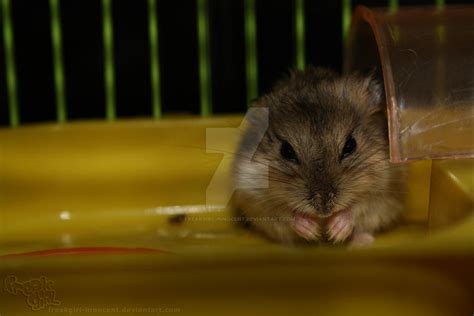 My Hamster eat Carrot by freakgirl-innocent on DeviantArt