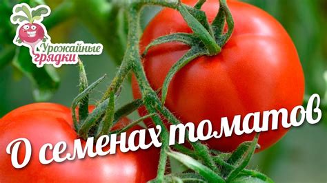 Семена томата сортов «ДЕДУШКИН F1» и «СТО ПУДОВ» #urozhainye_gryadki ...