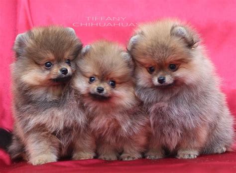 Pin by Alisha Gough on Animals | Pomeranian puppy, Chihuahua puppies ...