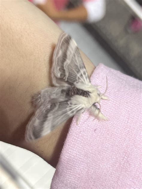 a large tolype decided to come and support our team at the homecoming