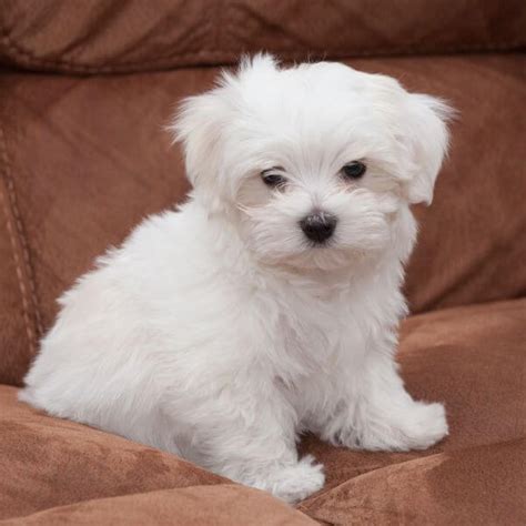 Maltese | Breed Your Dog | Petmeetly