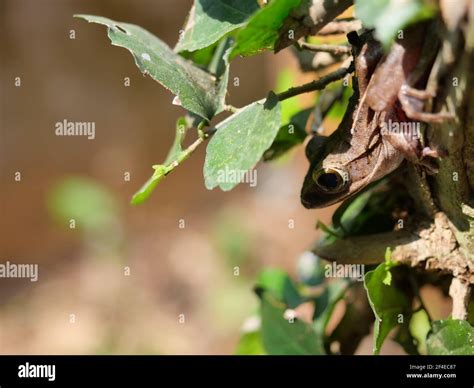 Common tree frog hide in the tree with natural brown in background, The nature of camouflage in ...