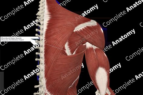 Rhomboid Major Muscle | Complete Anatomy