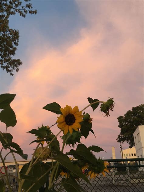 aesthetic pic tumblr iwannafile