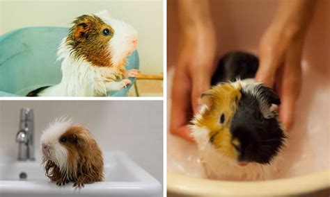 Important Tips for Bathing Your Guinea Pigs