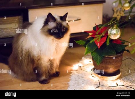 Long haired burmese hi-res stock photography and images - Alamy
