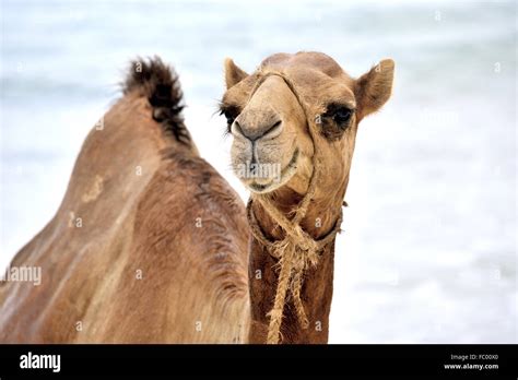 Observant animal hi-res stock photography and images - Alamy