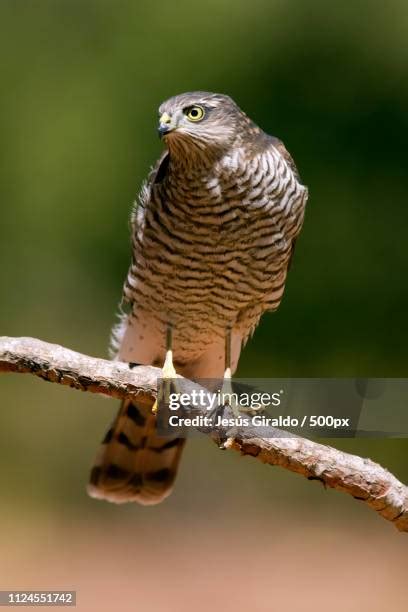 marsh hawk stock  high res pictures  images getty images