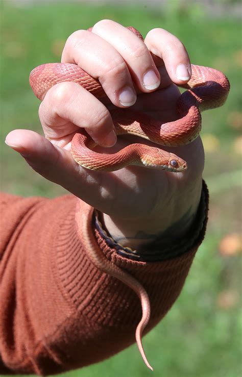 Superior naturalist schools Northland on snakes, frogs, spiders