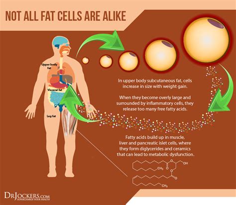 8 Health Benefits of Monk Fruit Sweetener - DrJockers.com