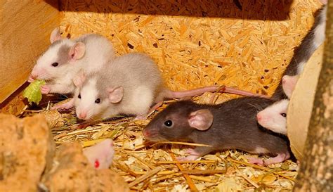 Common Diseases Spread by Rodents and How to Control Them | Lulu Pest