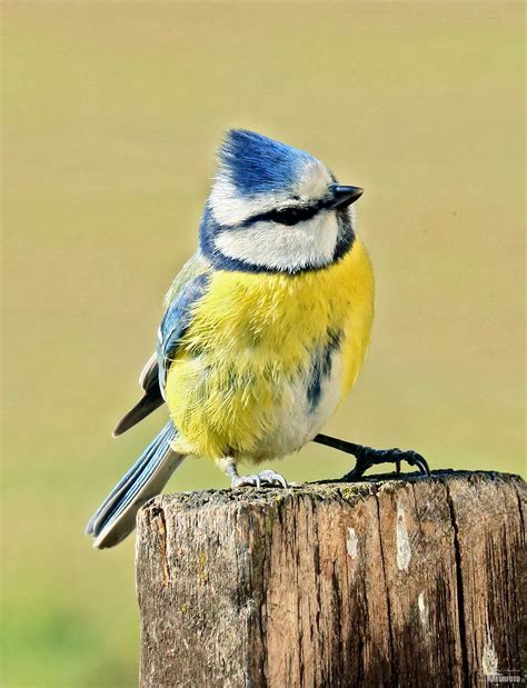 Blue Tit Photos, Blue Tit Images, Nature Wildlife Pictures | NaturePhoto