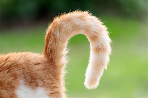 Cat Tail Cancer: Our Vet Explains the Signs, Causes & Care - Catster 