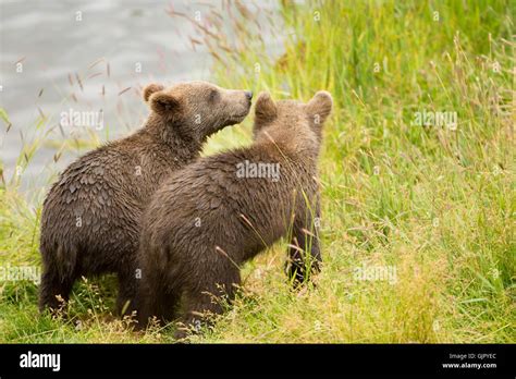 Kodiak Brown Bear cubs on Kodiak National Wildlife Refuge in Kodiak Island, Alaska Stock Photo ...