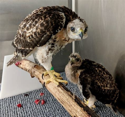 Red-tailed Hawk