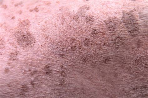 Black Spots on Dog’s Skin: Causes, Diagnosis & Treatments