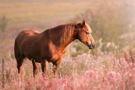 Full HD wallpaper - horse in the field Stock Photo | Adobe Stock