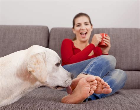 Why Do Dogs Lick Feet