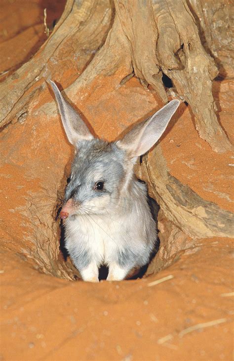 Unique animals that live in australia background | Zoo Animals