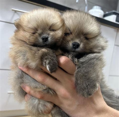 Щенки померанского шпица
