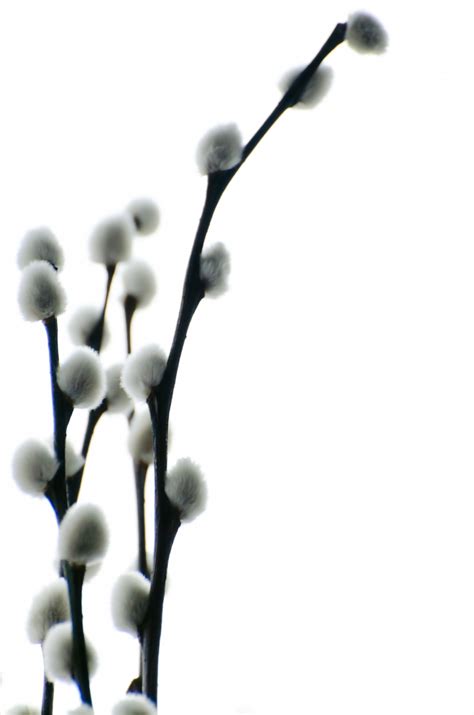 Easter Pussy Willow Free Stock Photo - Public Domain Pictures