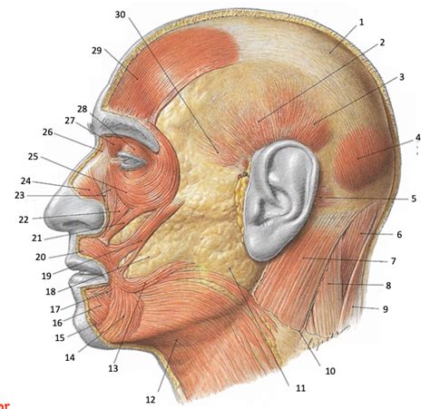 Lateral view Diagram | Quizlet