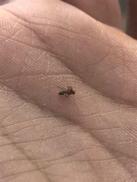 Why Do I Have Small Flies In My House Plants at Evelyn Council blog