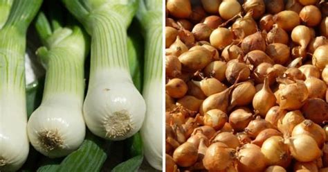 Scallions vs. Shallots, Explained - Gardening Channel