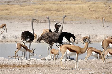 common ostrich struthio camelus  record bird
