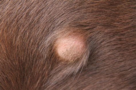 Caroço Em Cachorro O Que Pode Ser - CAROÇO em cachorro: o que pode ser e TRATAMENTO