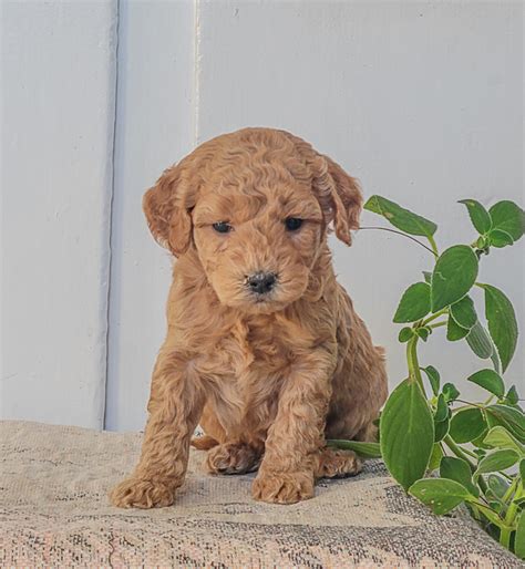 Toy Goldendoodle – PUPANDOWNER