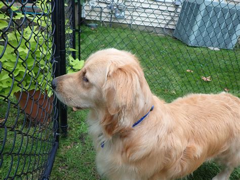 Golden Retrievers Become Neighbors-Now Have Daily Standoffs In The Backyard - Newsweek