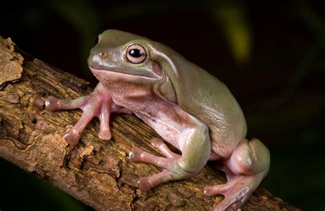 White's Tree Frog Caresheet Care Guide - Reptile Cymru