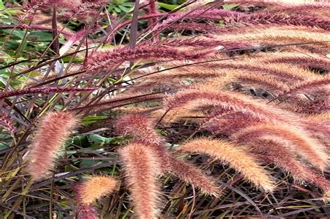 Pennisetum setaceum ‘Rubrum’ – agricellbiotech.com