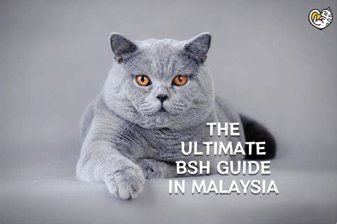 The Ultimate British Shorthair Guide in Malaysia
