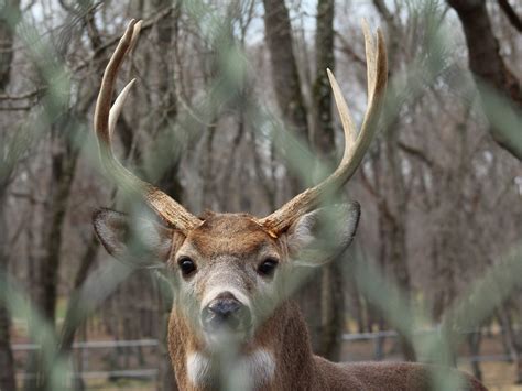 Deer Hunting - HuntingSage
