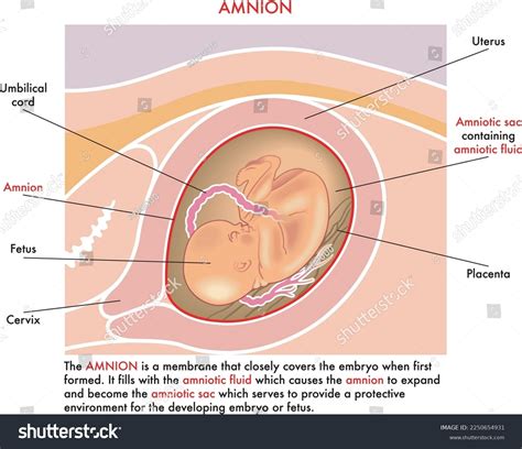 Medical Illustration Amnion Annotations Explaining Function Stock ...