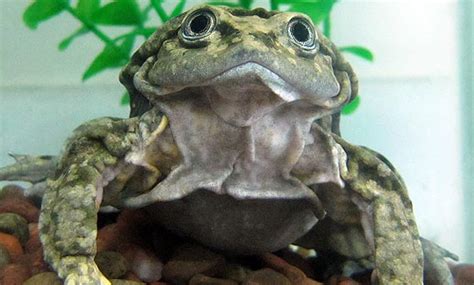 Alright, Here's the Aquatic Scrotum Frog: a Name and a Face You Won't