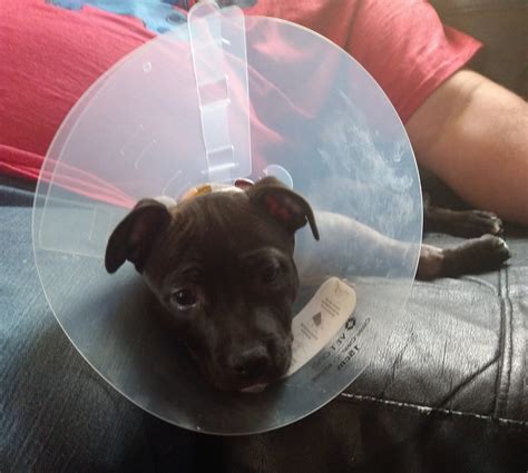 veterinary care group little neck ny