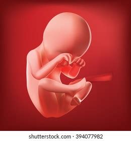 Pregnancy Fetal Growth Ultrasound Baby Fetus Stock Vector (Royalty Free ...