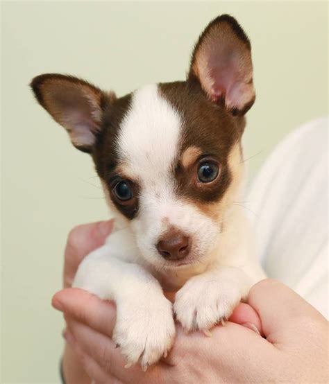 55+ Chihuahua Rat Terrier Mix For Sale - l2sanpiero