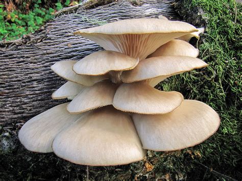 California Fungi: Pleurotus ostreatus