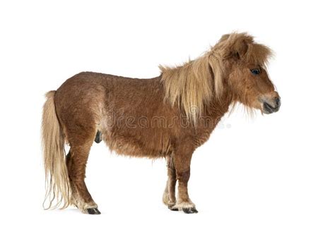 Falabella, Falabella Miniature Horse, Falabella Pony, Argentine Dwarf ...