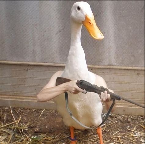 Duck with a gun 45+ dmg +23 accuracy -13 health (Companion) : r/ItemShop