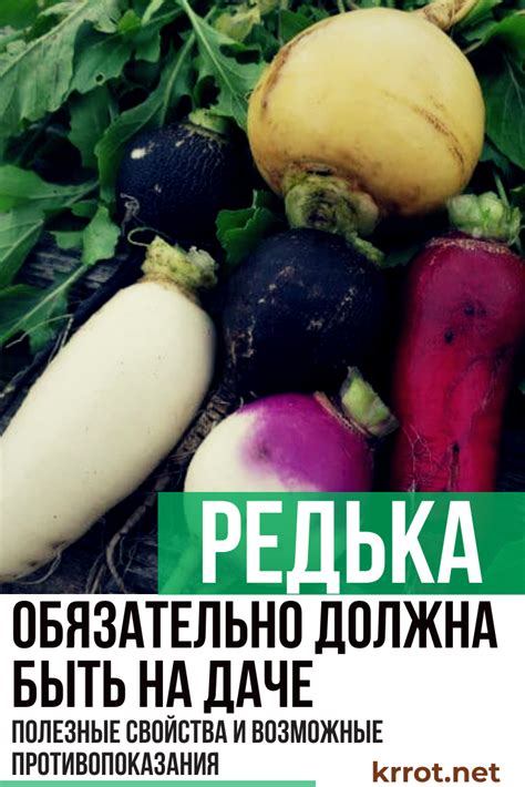 Редька: Описание, Сорта, Полезные Свойства, Противопоказания