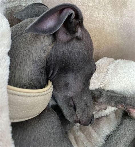 Italian Greyhound Colors: An Overview with the Cutest Photos