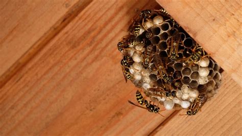 Hornet Vs. Wasp Nest: 7 Differences (ID Guide With Pictures)