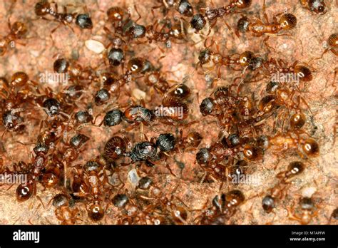 European fire ant (Myrmica rubra Stock Photo - Alamy