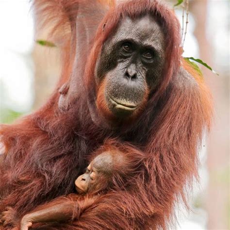 Critically Endangered Orangutans: How Many Bornean Orangutans Are Left?